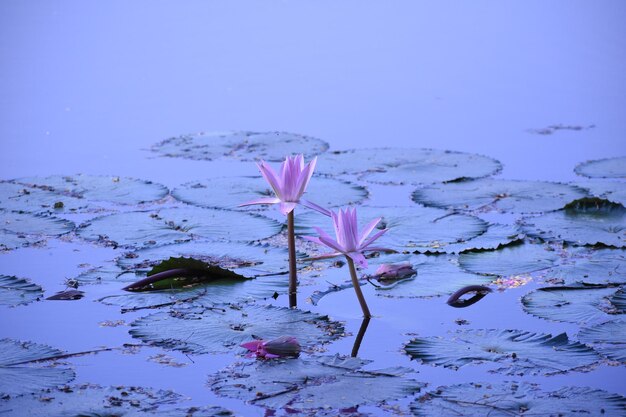 Close-up of purple water lily in lake