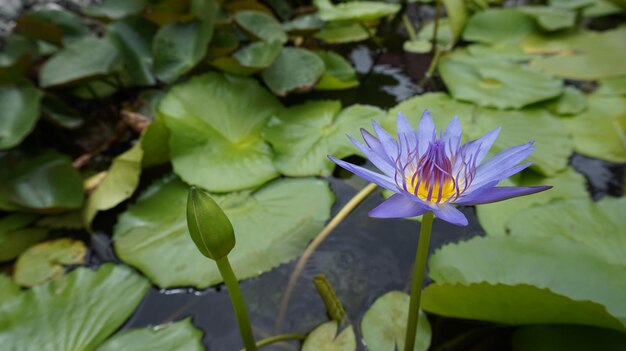 Close-up of purple water lily in lake