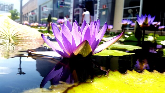 Close-up of purple water lily in pond