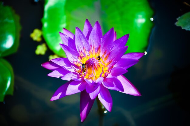 Foto close-up di un giglio d'acqua viola nello stagno