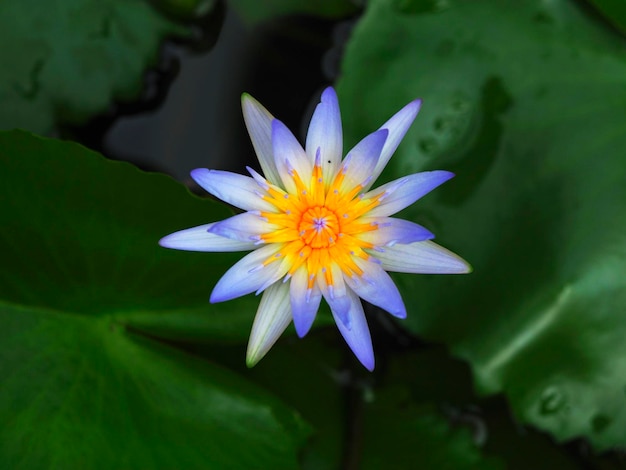 Close-up of purple water lily