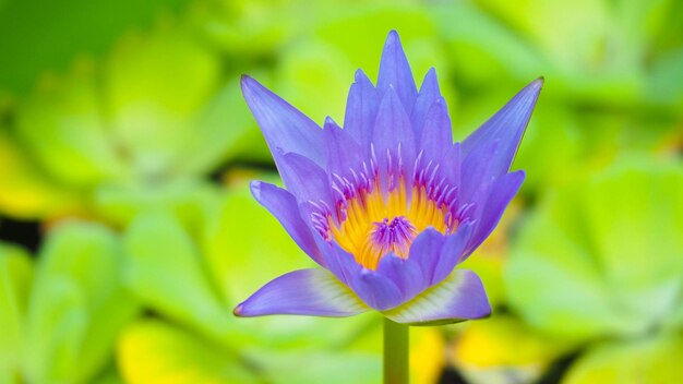 Close-up of purple water lily