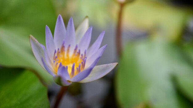 Close-up of purple water lily