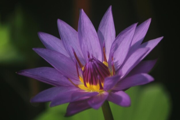 Photo close-up of purple water lily