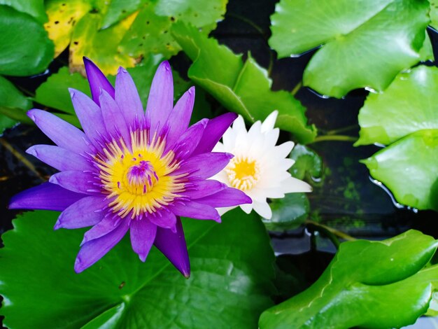 Photo close-up of purple water lily