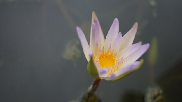 Close-up of purple water lily