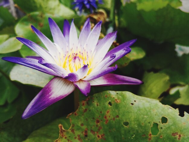 Close-up of purple water lily