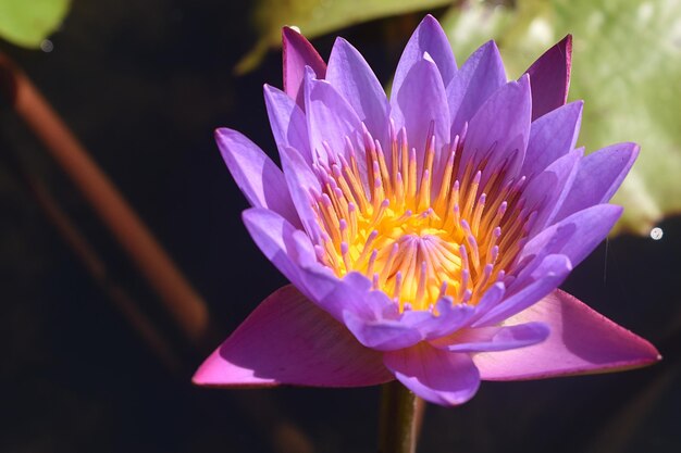 Photo close-up of purple water lily