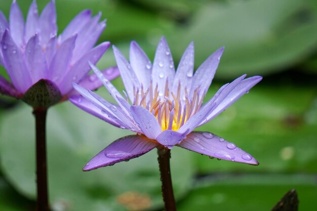 Close-up of purple water lily