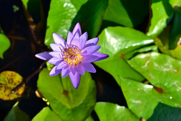 Foto prossimo piano del giglio d'acqua viola