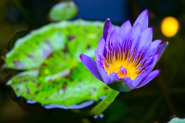 Foto prossimo piano del giglio d'acqua viola