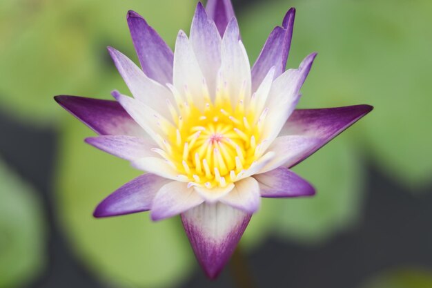 Close-up of purple water lily