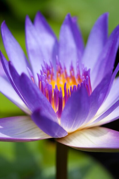 Photo close-up of purple water lily