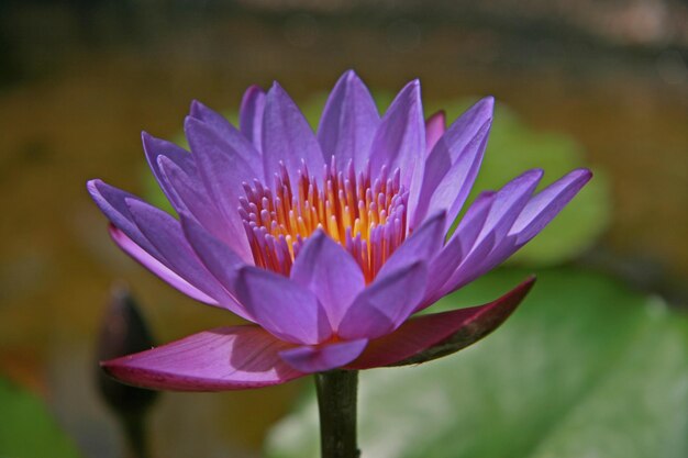 Photo close-up of purple water lily