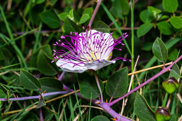 Foto prossimo piano del fiore di caper bianco viola