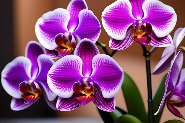 Close Up of a Purple and White Flower