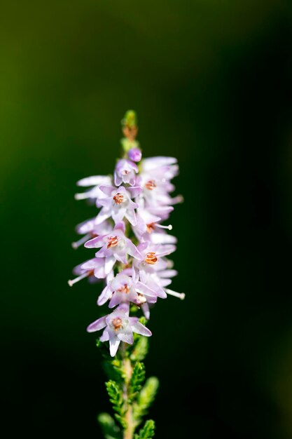 Foto prossimo piano di fiori bianchi viola