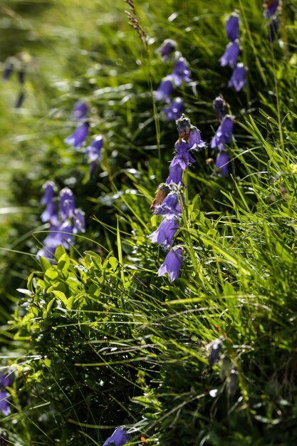 Close-up of purple wildflowers