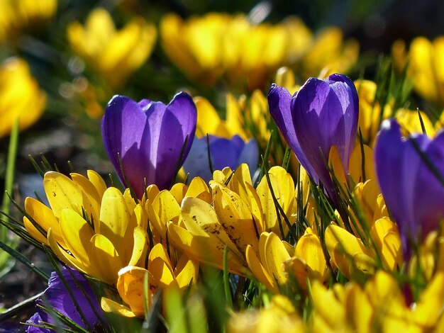 Close-up of purple and yellow crocuses blooming on field