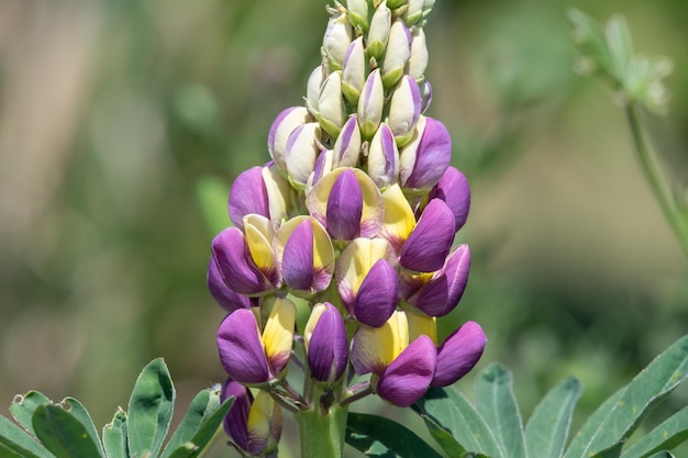 Prossimo piano di un fiore di lupino viola e giallo in fiore