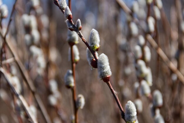 Close-up of the pussy willow branches at early spring
