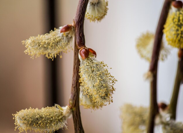 Close-up of pussy willow twig