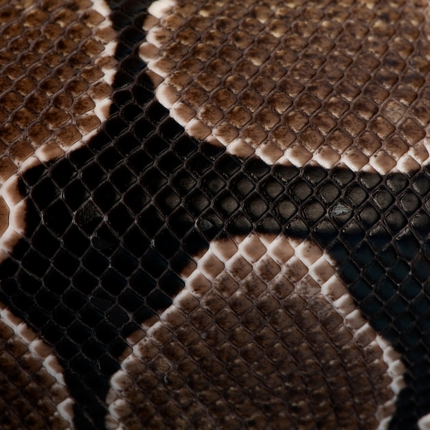 Close-up of Python regius snake scales