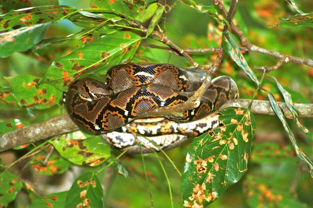 Premium Photo | Close-up of python on tree