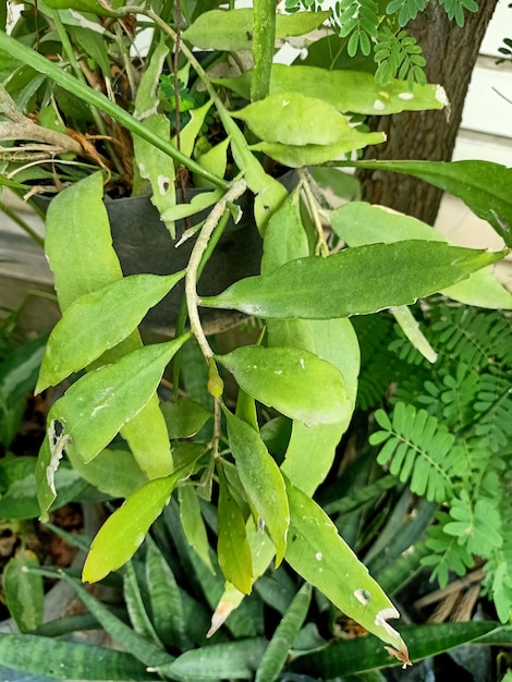 Close up of queen of the night plant