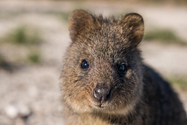 Photo close-up of a quokka on rottnest island