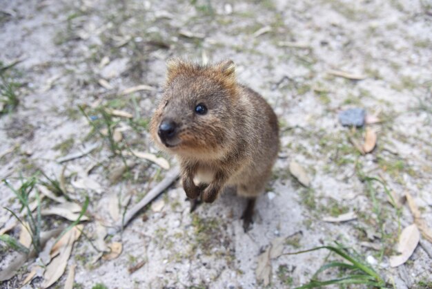 Close-up of quokka