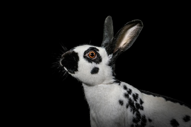 Photo close-up of rabbit against black background