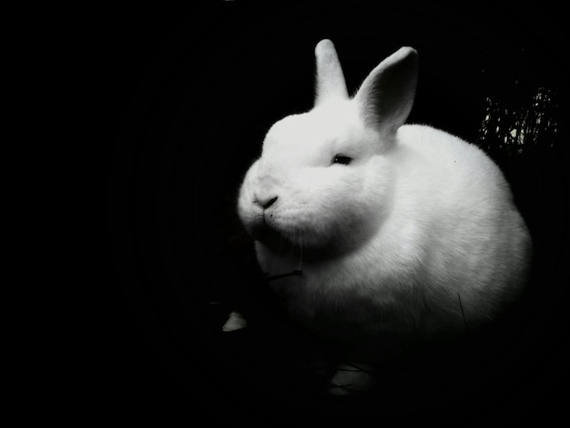 Photo close-up of a rabbit over black background
