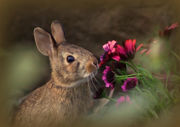 Photo close-up of rabbit by flowers