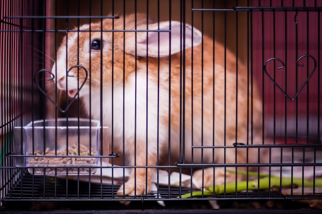 に閉じ込められたウサギのクローズアップ