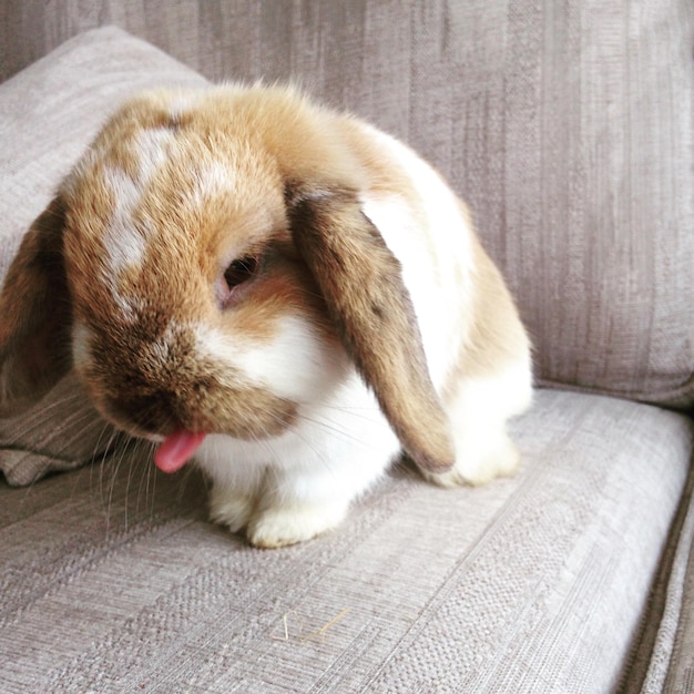 Photo close-up of a rabbit on couch