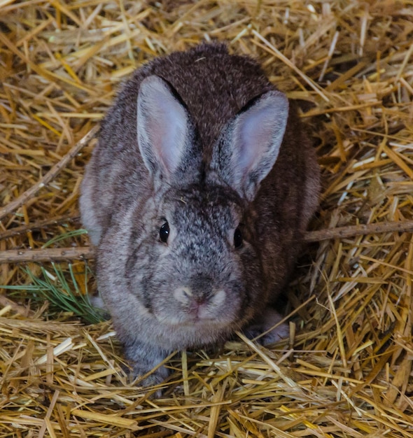 Close-up of rabbit on field