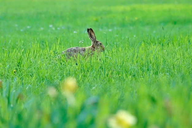 Photo close-up of a rabbit on a field