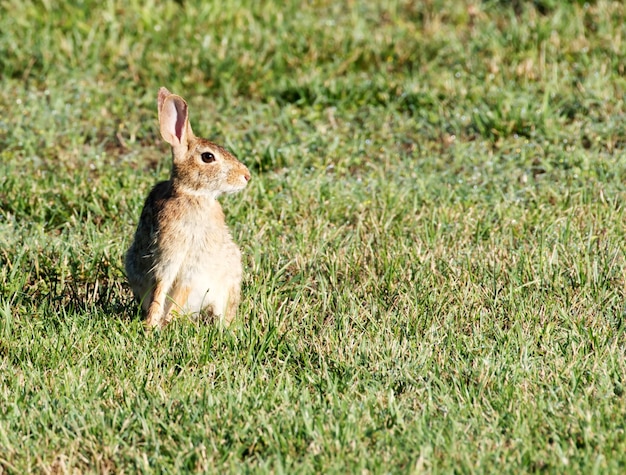 Foto close-up di un coniglio sul campo