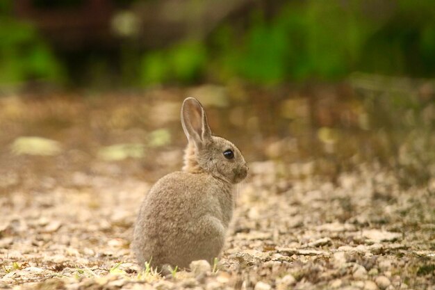 Close-up of rabbit on field