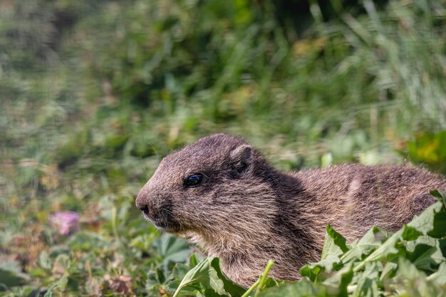 野原でのウサギのクローズアップ