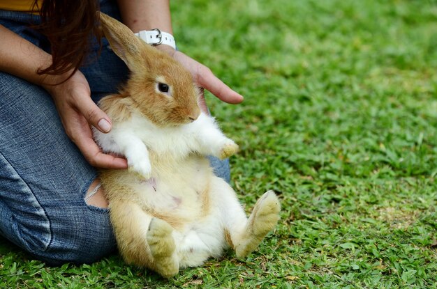 Photo close-up of rabbit on field