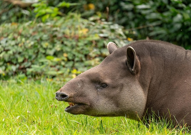野原でのウサギのクローズアップ