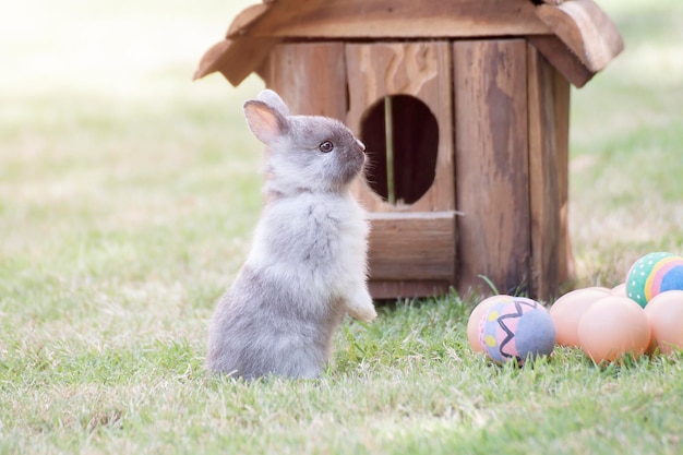 close-up of a rabbit on field