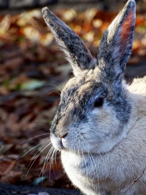 野原でのウサギのクローズアップ