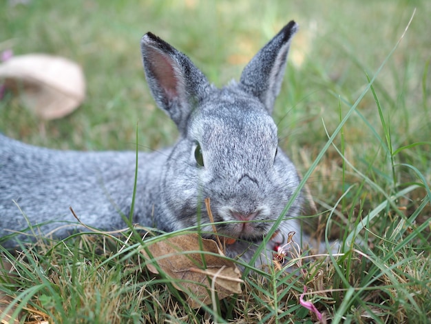 Photo close-up of a rabbit on field