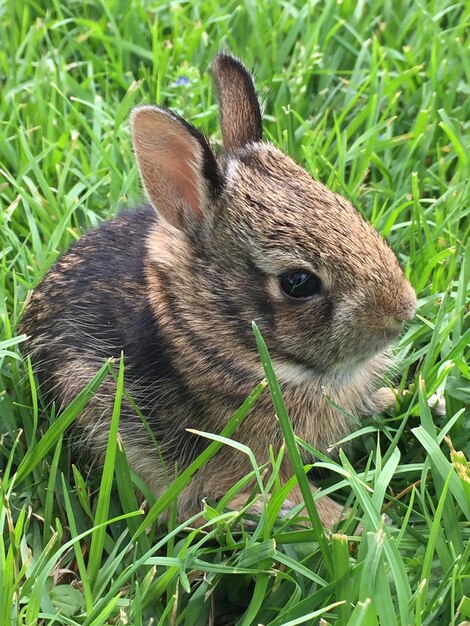 Close-up of a rabbit on field