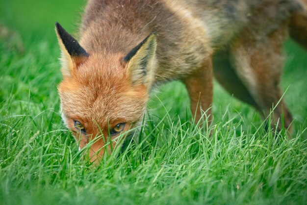 Foto close-up di un coniglio sul campo