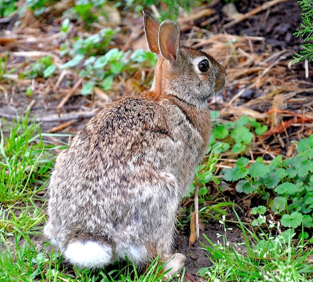 Foto close-up di un coniglio sull'erba