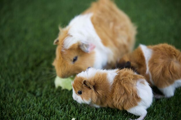 Close-up of rabbit on grass